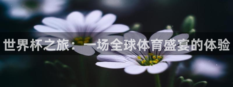 2026年世界杯赛程时间表格:世界杯之旅:一场全球体育盛宴的体验